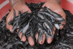How to Raise Healthy Catfish: A Beginner’s Guide for Fish Farmers