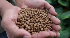 Best Catfish Feeding Guide for Faster Growth