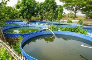Catfish Pond Management Tips for Successful Fish Farming